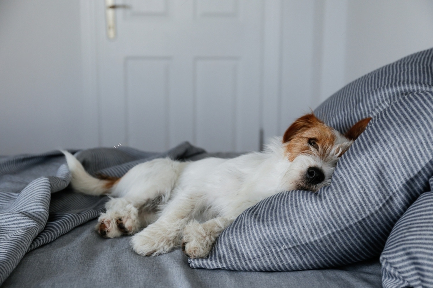 How To Comfort A Dog With Congestive Heart Failure 6 kzbxRpSqEe7r zTmoWSUzKU93Bx Fl1IOuhrylvLae3fVqa0pASk 8hPisAN4UuSmuZE1EupfgVAgvcU M9RZlZ0ils5PM66 2mlX6i1Cf487w3n4wMeI09oPYrGtmSiPeMgR7TR8tYwoawK1fbpaHA