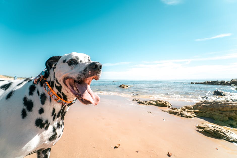 Photography of a Dog on Seashore