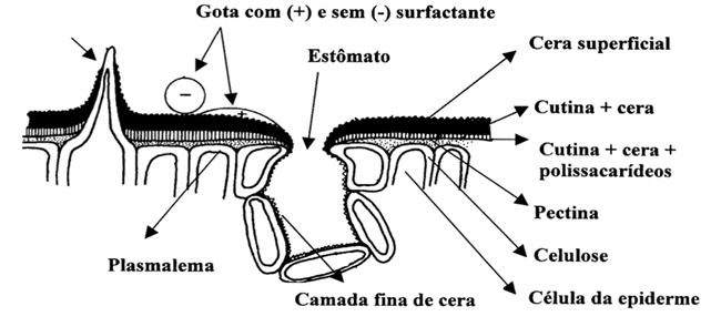 Absorsção de Aminoácidos : Estruturas epidérmicas e a absorção foliar 
(Fonte: Rosolem, 2012)