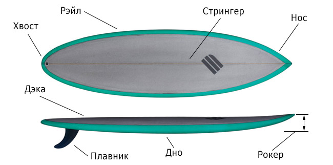 anatomia doski