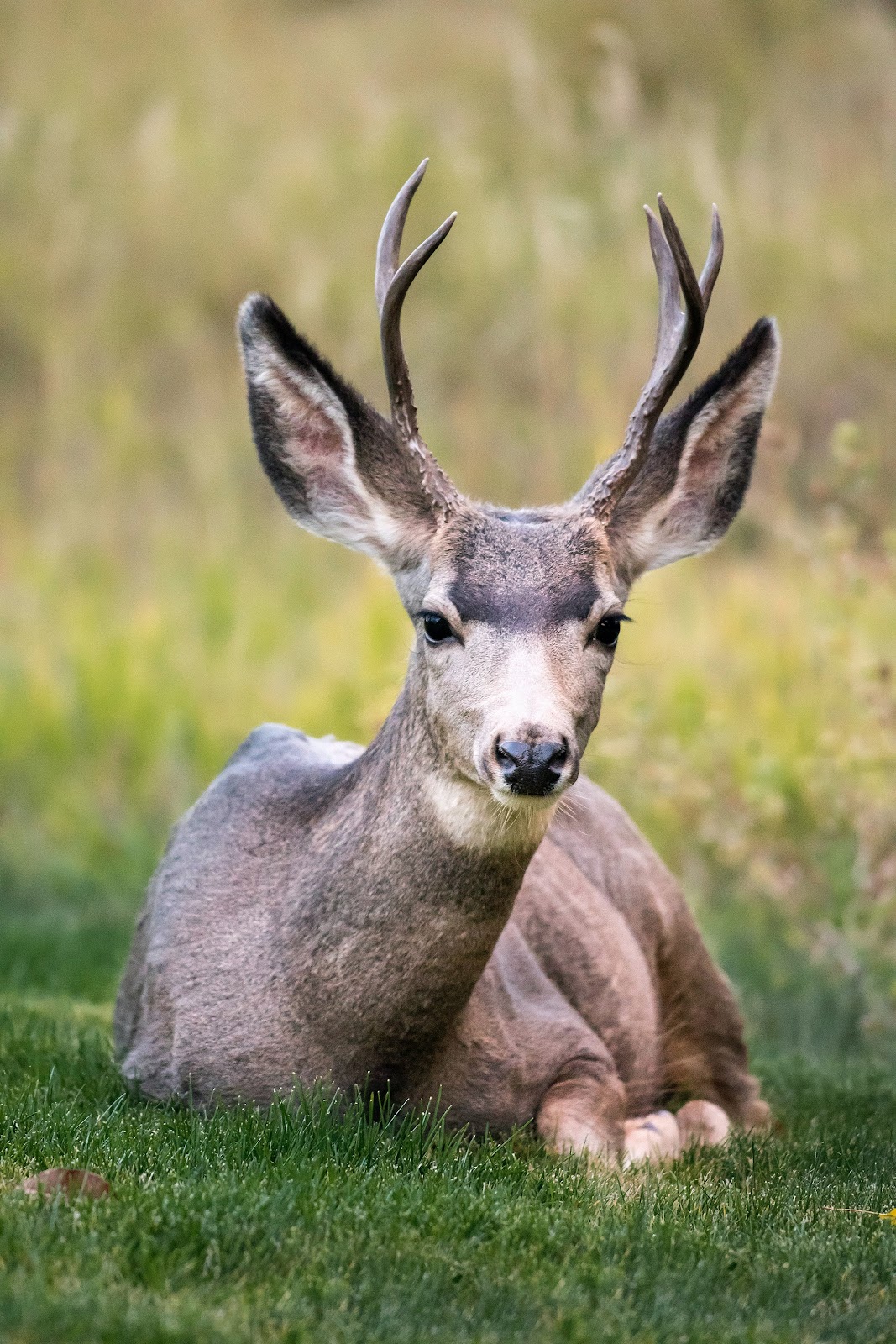 Oh, Deer! It’s Hot August Nights