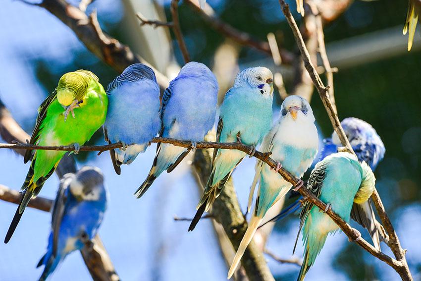 Budgie Colour Types | Varieties and Types | Budgies | Guide | Omlet UK