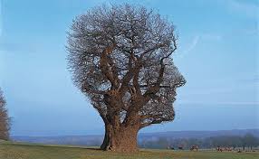 Image result for pink floyd tree of half life