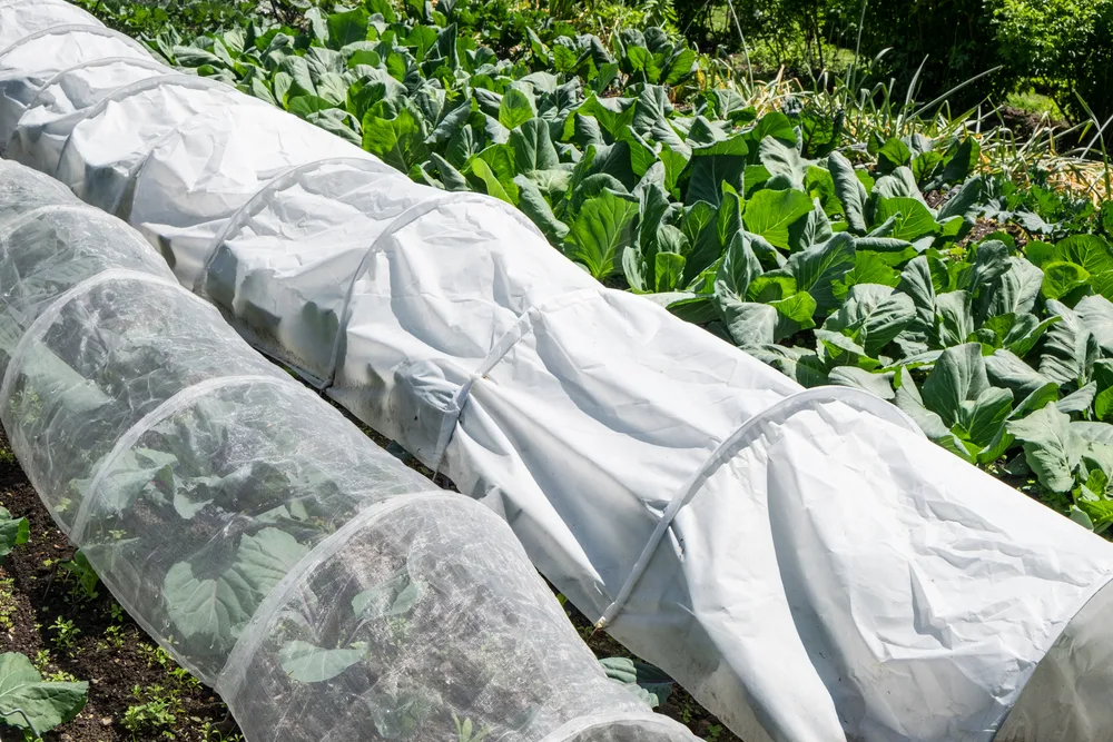 Protect the tomato plant from the cold.