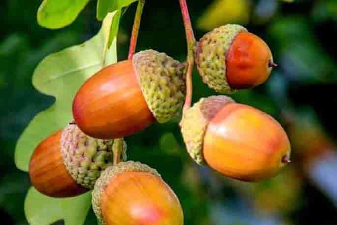 several-acorns-hanging-from-a-tree-min.jpg