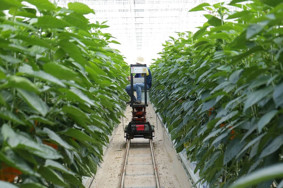 Smart Farming and IoT