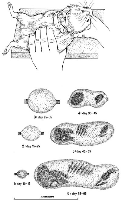 Figure 17: Dating of guinea pig pregnancy by palpation.