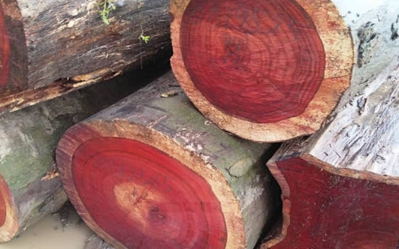 Màu đỏ tự nhiên của cây gỗ hương