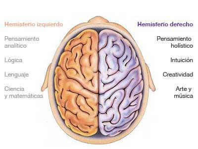Los Hemisferios del Cerebro, Derecho e Izquierdo