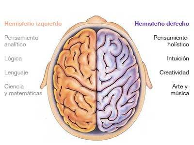 Los Hemisferios del Cerebro, Derecho e Izquierdo
