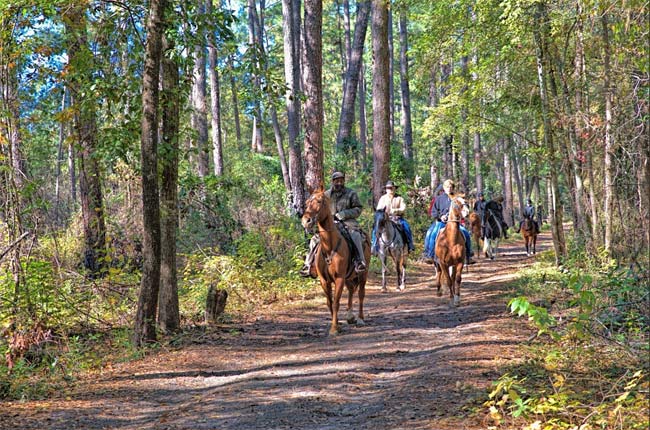 A great place to experience Aiken's equestrian lifestyle is Hitchcock Woods.