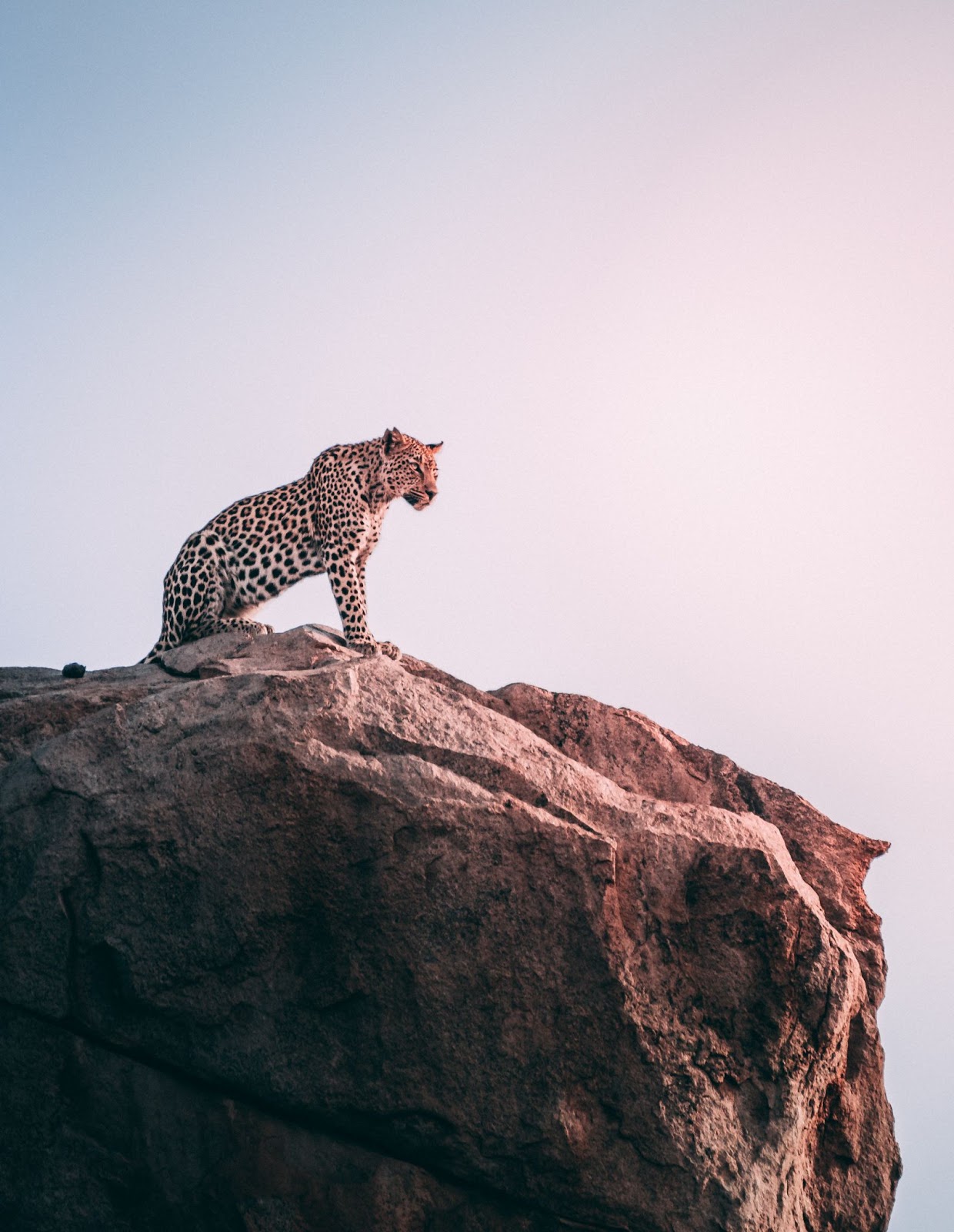 leopardo sobre roca en los mejores lugares para avistar leopardos en África