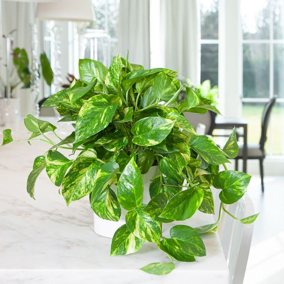 money plant Vastu