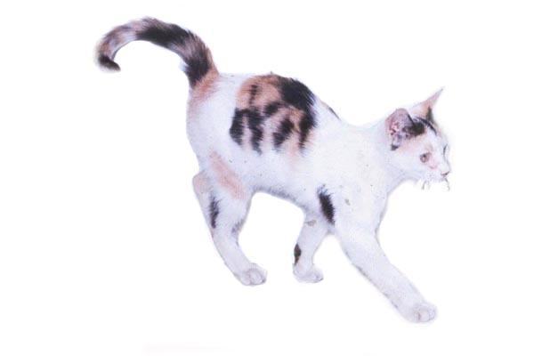 Tricolored male cat with XY/XX chimerism