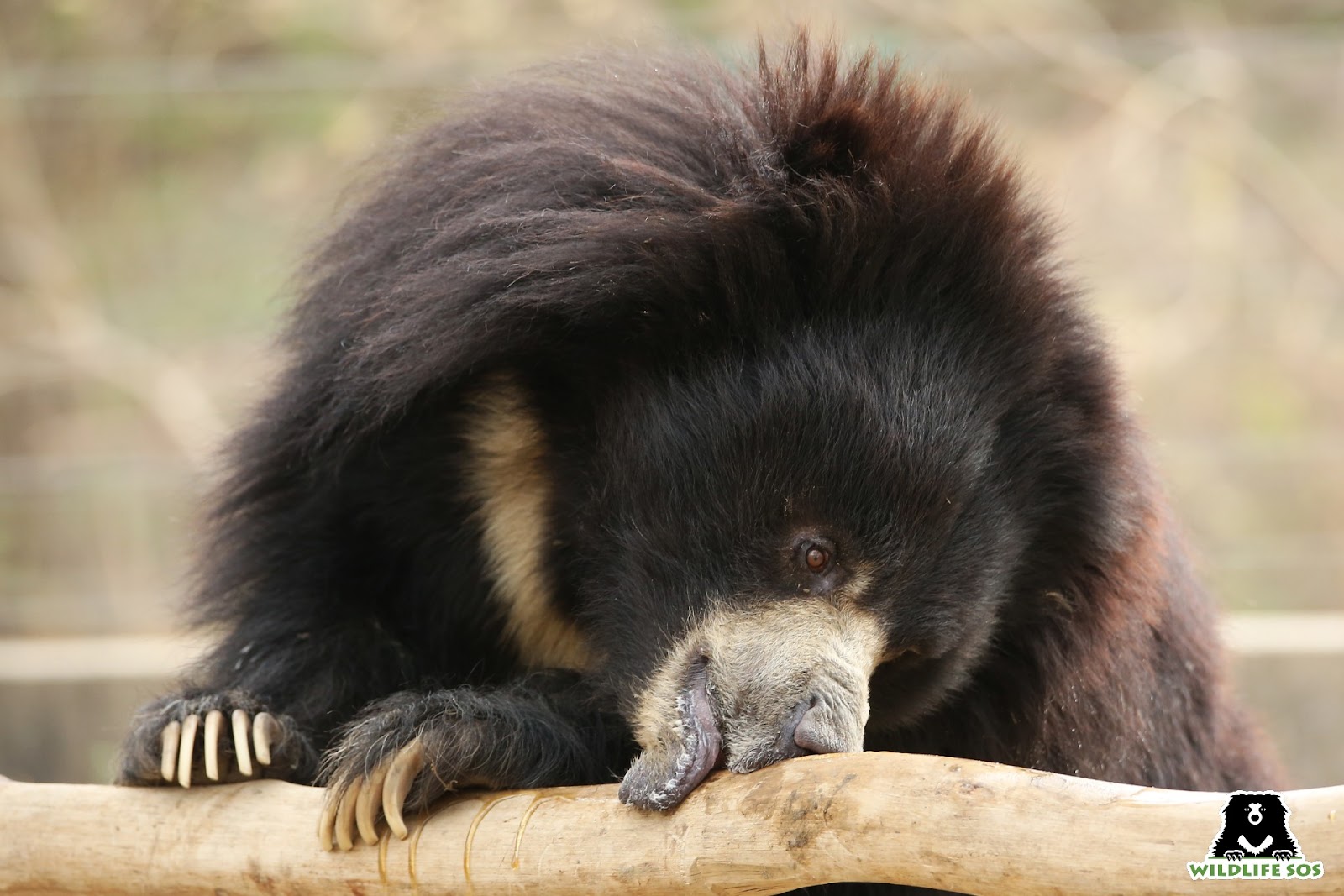 sloth bear is entomophagous