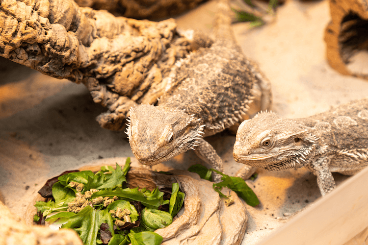 Bearded Dragon 