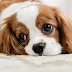 Best Dog Breed For Apartment Living In Saigon