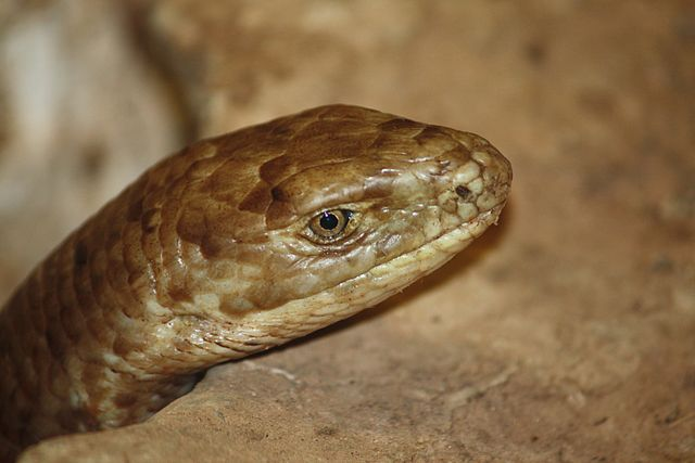 Closeup of legless lizard face