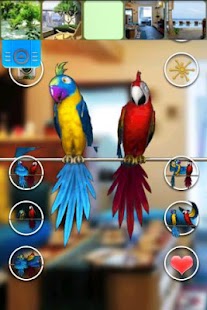 Download Talking Parrot Couple Free apk