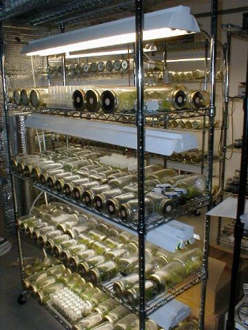 orchid seedbank project