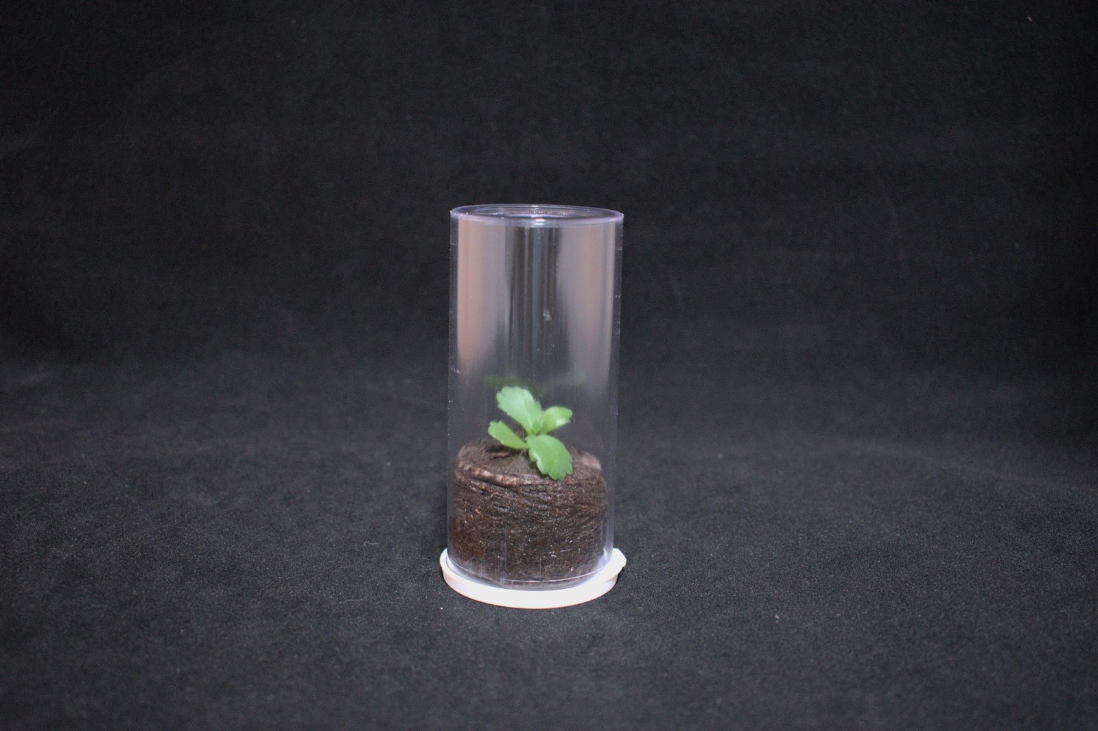 Alive Plant in 50 Dram Snap Cap Vial