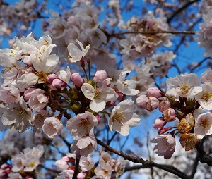 Cherry-Blossoms-Apr-11-1024x683_square