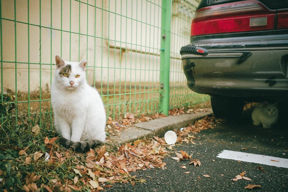 white cat on sidewalk behind vehicle