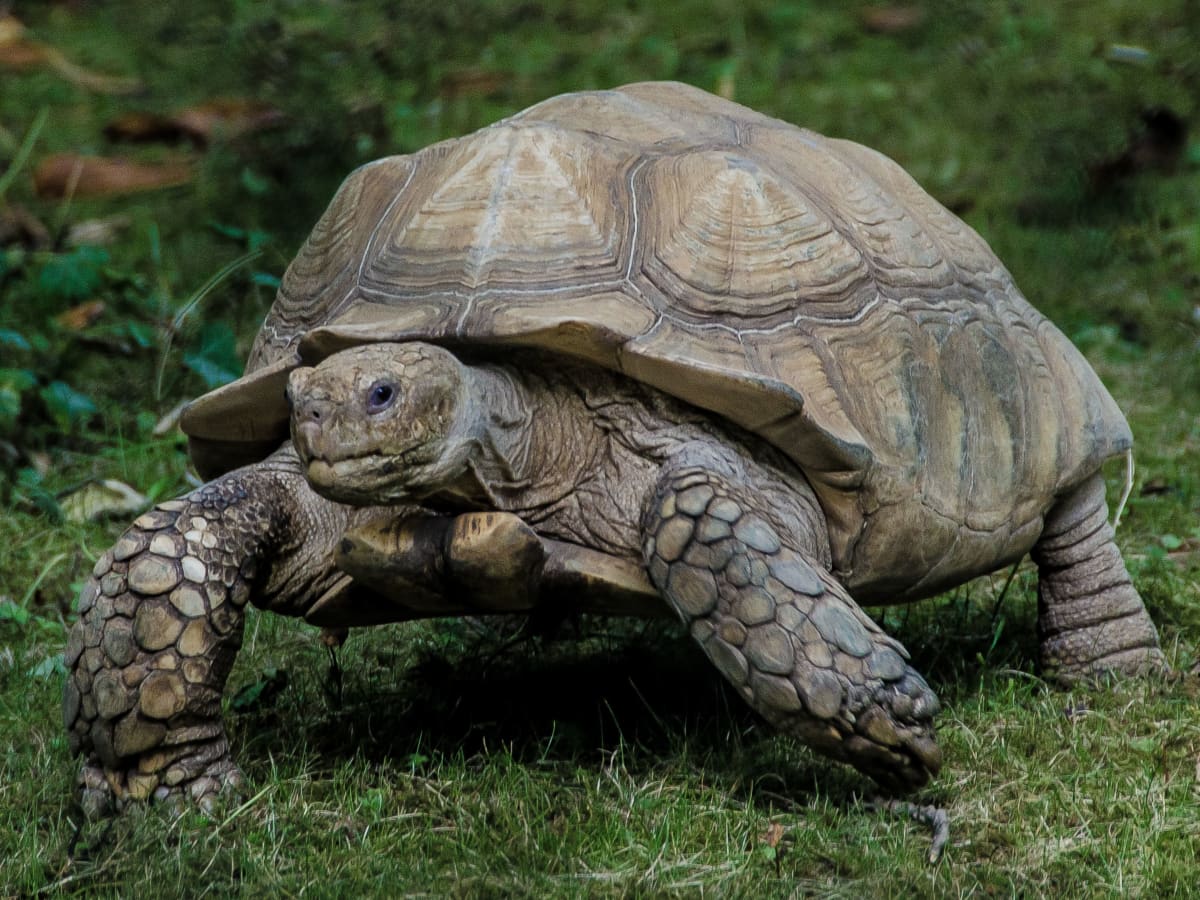 Can Tortoises Eat Grapes