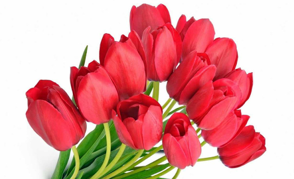 y-nghia-cua-hoa-tulip-do