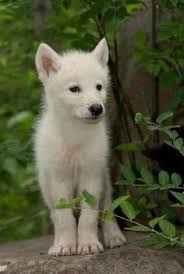 Image result for white \wolf cub