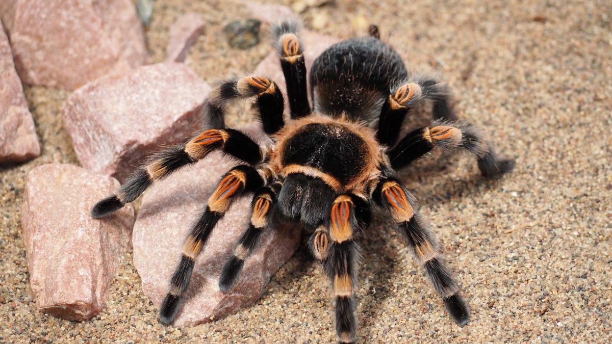 How Long Do Pet Tarantulas Live