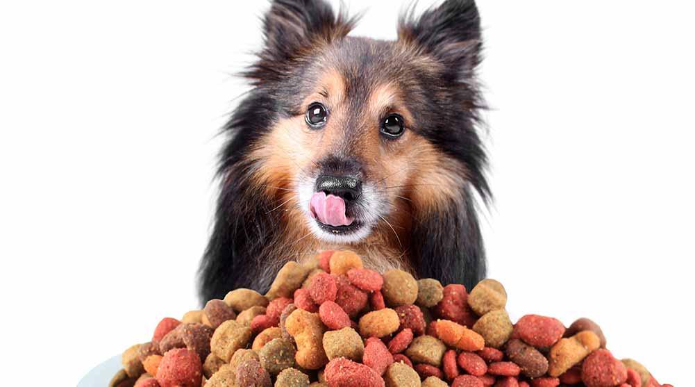 Senior Dog Nutrition - Get The Scoop Here!
