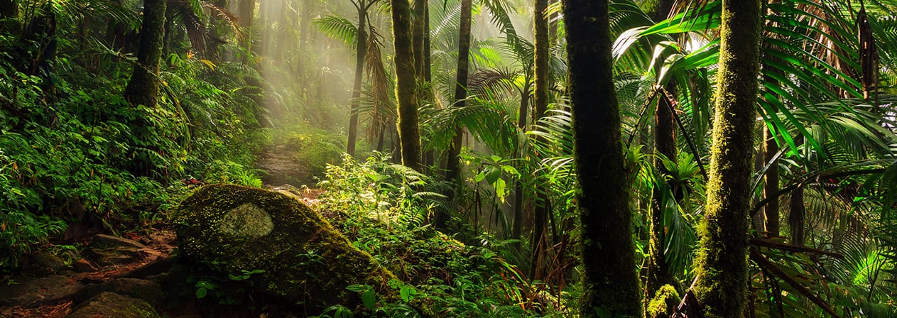 Current Projects - Rainforest Trust Saves Rainforest