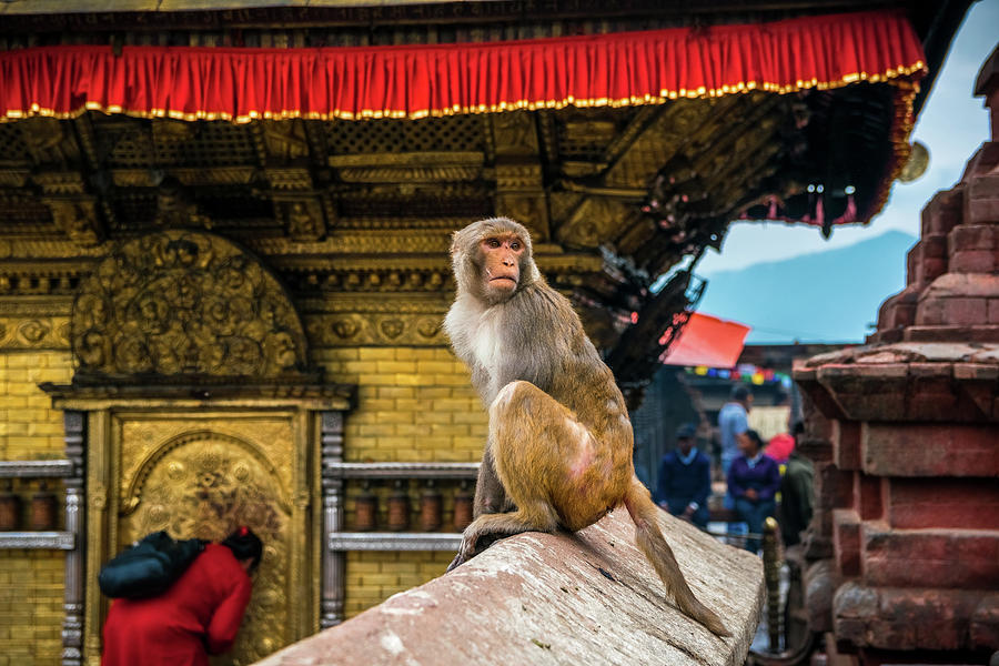  Monkey Temple