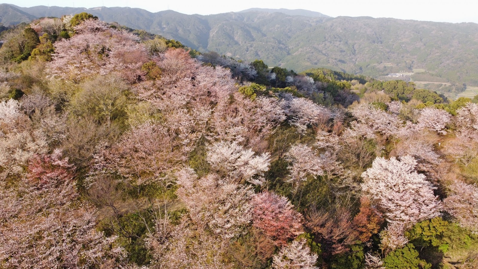 Cherry Blossom 