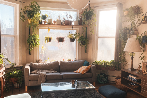 Hanging plants and grey sofa