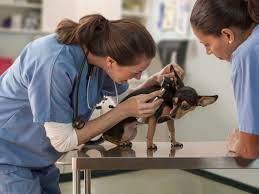 A Typical Day in the Life of a Veterinarian