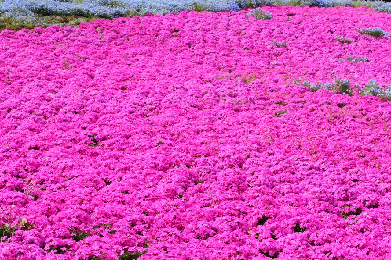3.期間限定の桃色の絨毯「キトウシ森林公園 家族旅行村」