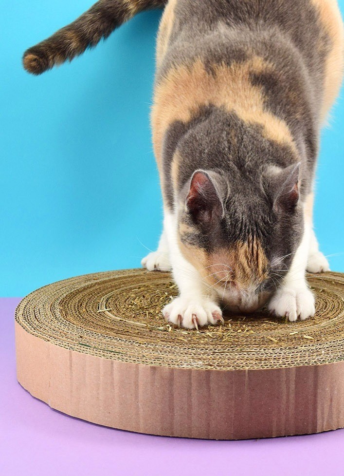 Cat using cardboard scratching post you can make yourself by upcycling  your old cardboard boxes photo by Allison Murray