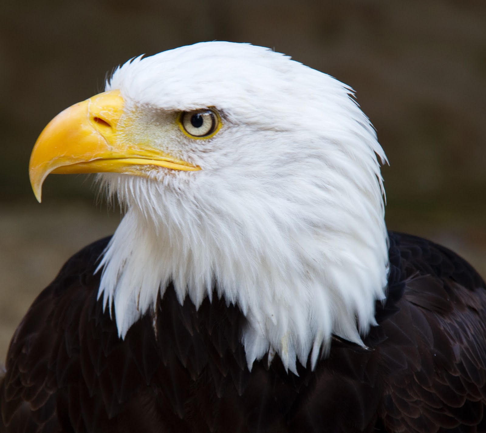 File:Bald Eagle Head 2