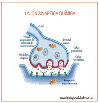 union sinaptica quimica.jpg