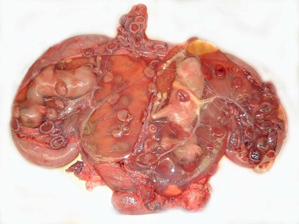 Opened uterus of pregnant Nubian ibex with immature twin fetuses, and placenta still attached