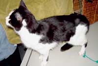 A cat with alimentary lymphoma and severe weight loss