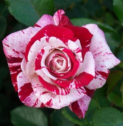 Rose 'Scentimental' | Beautiful rose flowers, Rose, Rare roses