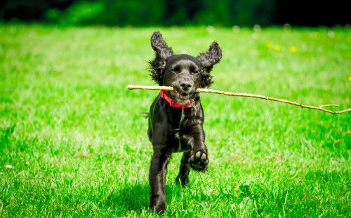 Un cachorro de cocker spaniel cerca de ser adulto