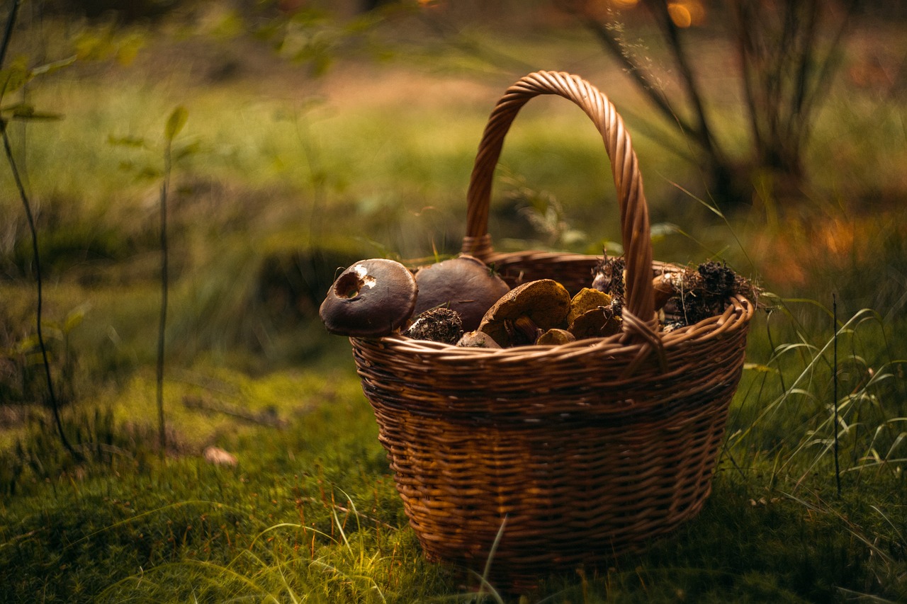 Mushrooms gathering basket
