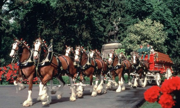 Annual-Dogtown-St.-Patrick’s-Day-Parade-St.-Louis