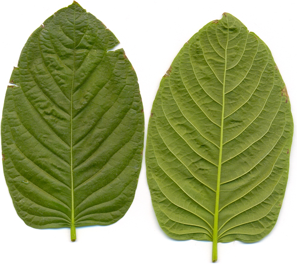 Two kratom leaves zoomed in for detail