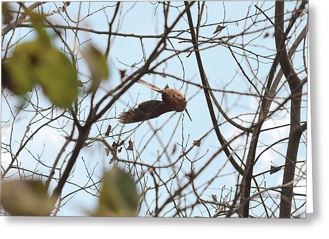 plump-round-body-with-long-beak-it-is-the-american-woodcock-asbed-iskedjian.jpg