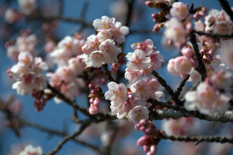 plum blossoms tokyo spring